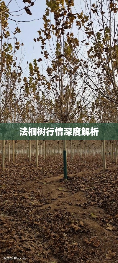 法桐树行情深度解析